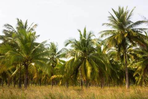 Coconut farm Stock Photos