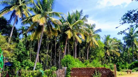 Coconut farm 写真素材