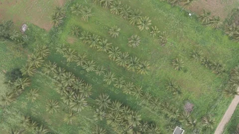 Coconut Farm from top angle Stock Footage 310783629