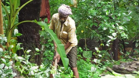 Coconut farmer Stock Footage 93096056