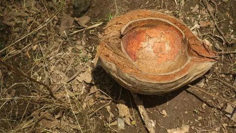 Coconut fiber shells on the ground Foto stock