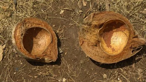 Coconut fiber shells on the ground Stock Photos