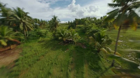 Coconut field FPV drone 動画素材 156941739