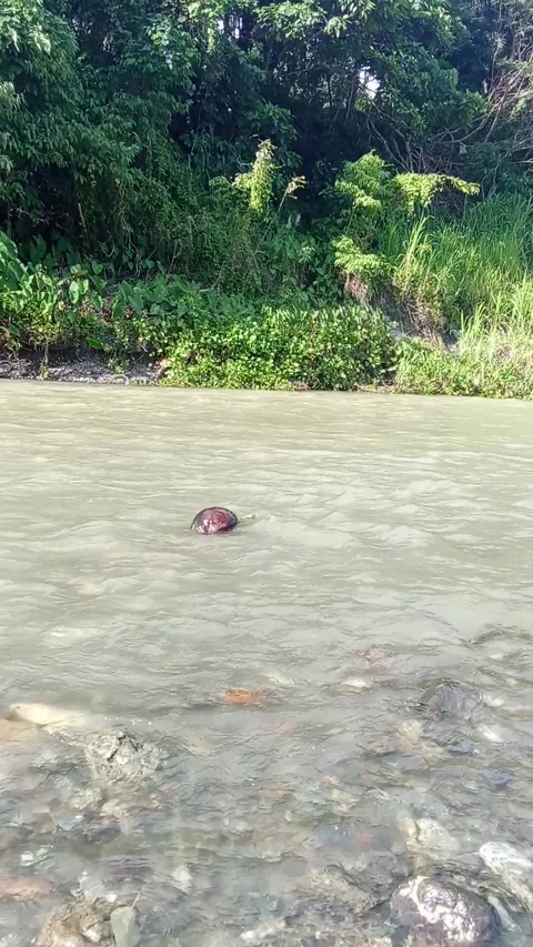 A coconut floats in a fast-flowing river. Asia. Stock Footage 326518217