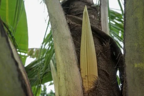 Coconut flower Stock Photos