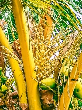 Coconut flowers Stock Photos