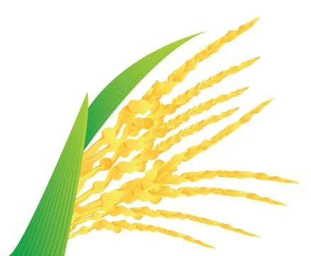 Coconut folwer Stock Illustration