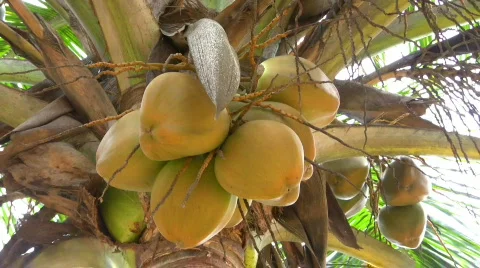 Coconut Stock Footage 588522