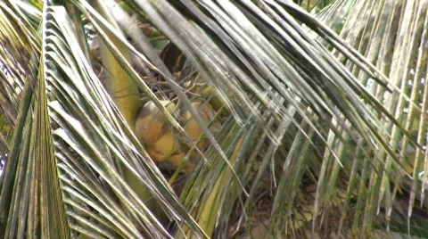 Coconut Stock Footage 588530