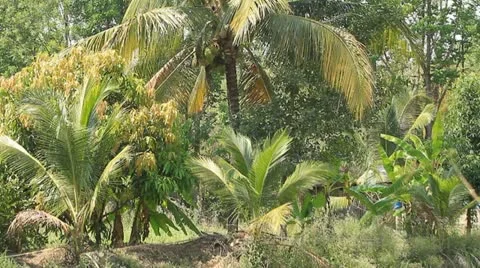 Coconut Video stock 10832369