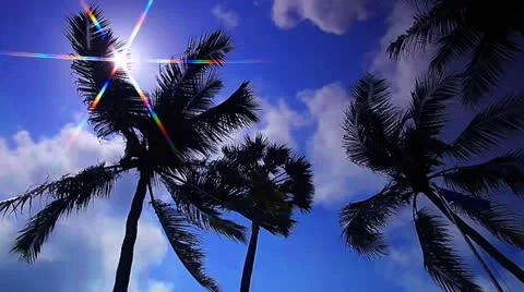 Coconut Stock Footage 23797854