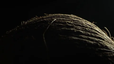 Coconut Stock Footage 82665585