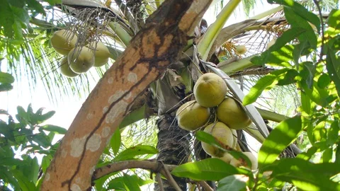 Coconut Stock Footage 91168072
