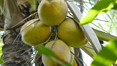 Coconut Stock Footage 91168916