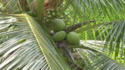 Coconut Stock Footage 112334191