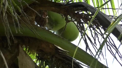 Coconut Stock Footage 112345466