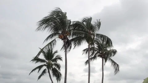 Coconut Stock Footage 122251771