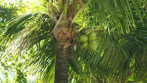 Coconut Stock Footage 264734688