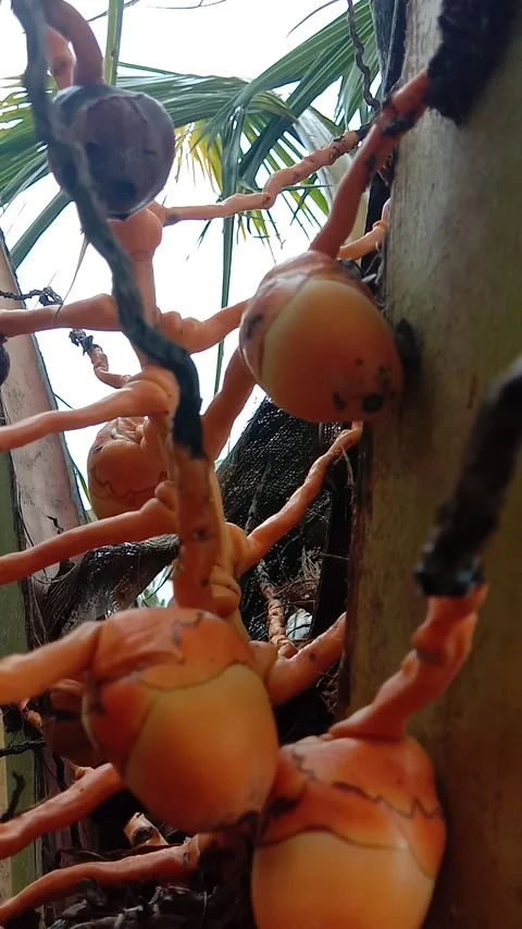 Coconut fruit 102021 库存影片 297738484