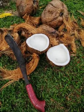 Coconut fruit close up with grass background Stock Photos