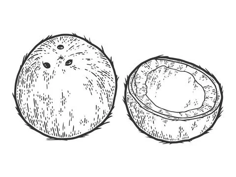 Coconut fruit, coconut. Sketch scratch board imitation. Black and white. Stock Illustration