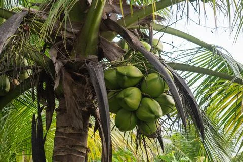 Coconut fruit on coconut tree over white cloudy sky Stock Photos