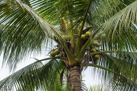 Coconut fruit on coconut tree over white cloudy sky Stock Photos