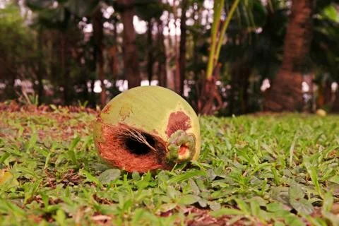 Coconut fruit damage by rodents Stock Photos