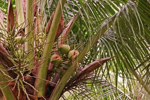 Coconut fruit damage by rodents Stock Photos