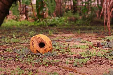 Coconut fruit damage by rodents Stock Photos