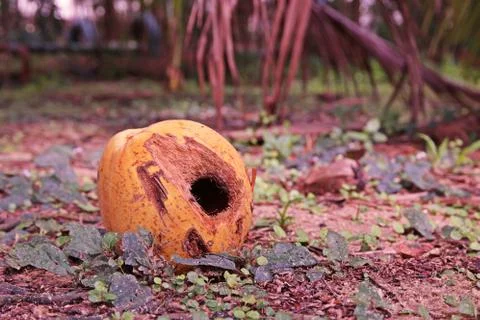 Coconut fruit damage by rodents Stock Photos