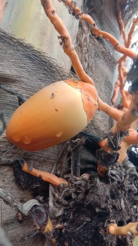 Coconut fruit 库存影片 297738460