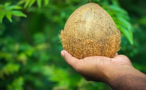 Coconut fruit half removed shell holding by hand | palm (Cocos nucifera Stock-Fotos