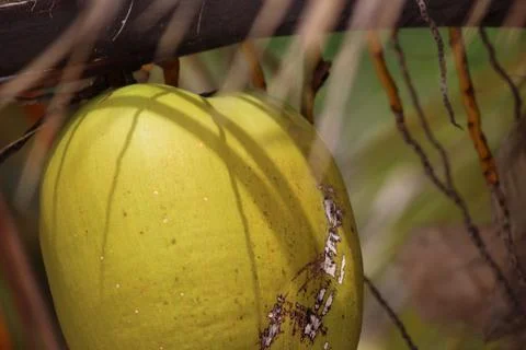 Coconut fruit with hard shell Stock Photos