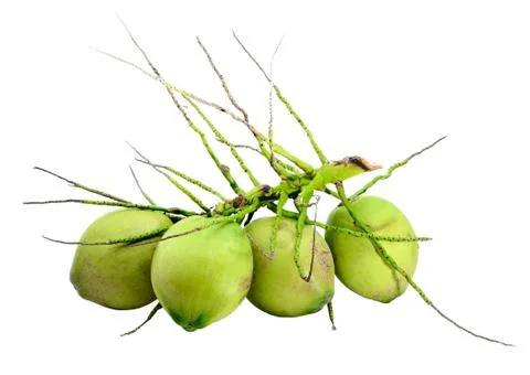 Coconut fruit isolated Stock Photos
