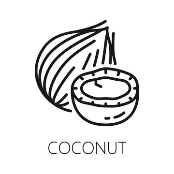 Coconut fruit in nutshell isolate outline coco nut 스톡 일러스트