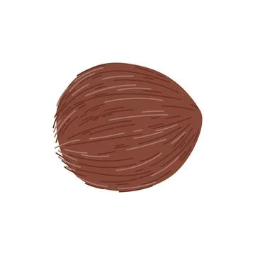 Coconut fruit in nutshell isolated exotic coco Stock Illustration