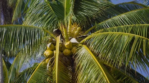 Coconut fruit on palm tree Stock Footage 96513516