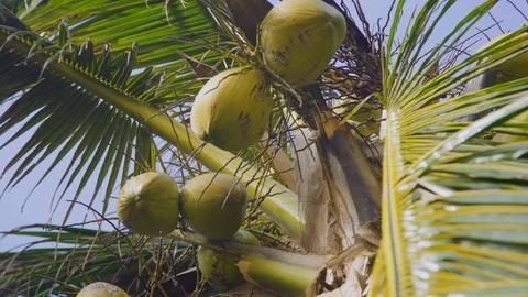 Coconut fruit on palm tree Stock Footage 96513525