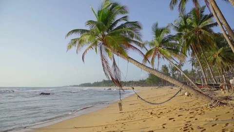 Coconut fruit on palm tree Stock Footage 98058356