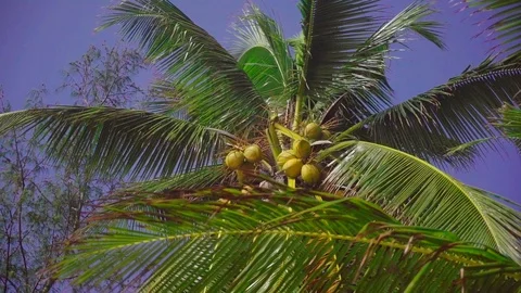 Coconut fruit on palm tree Stock Footage 98058414