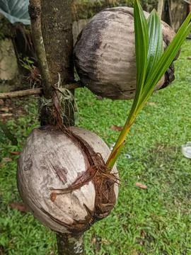 Coconut fruit Foto stock