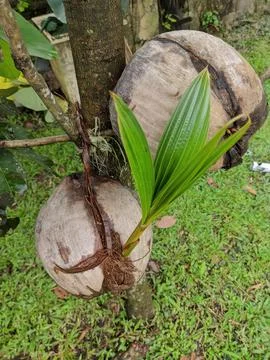 Coconut fruit Foto stock
