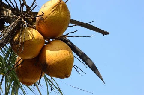 Coconut fruit Stock Photos
