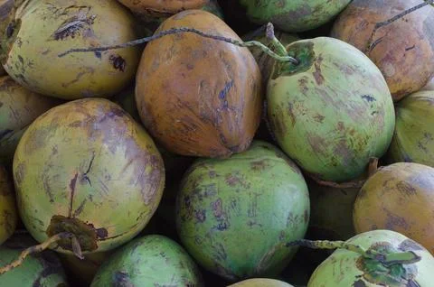 Coconut fruit Stock Photos