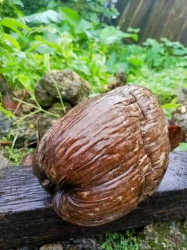 Coconut fruit Stock Photos