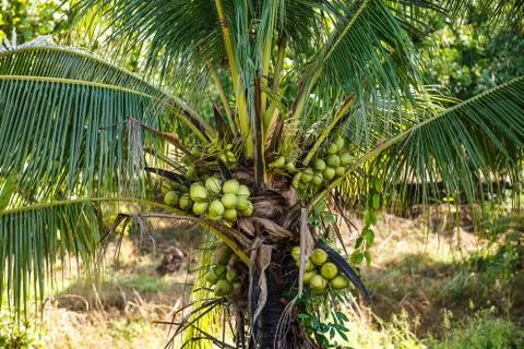 Coconut fruit on the tree in garden. Фото
