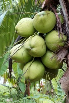 Coconut fruit tree Stock Photos