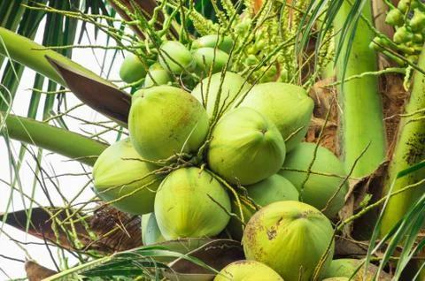 Coconut fruit tree Stock Photos