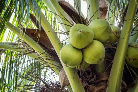 Coconut fruit on tree Stock Photos